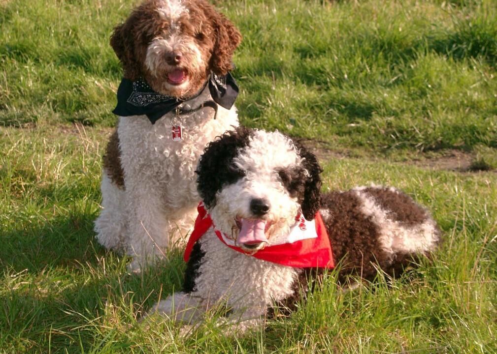 #47. Spanish water dog